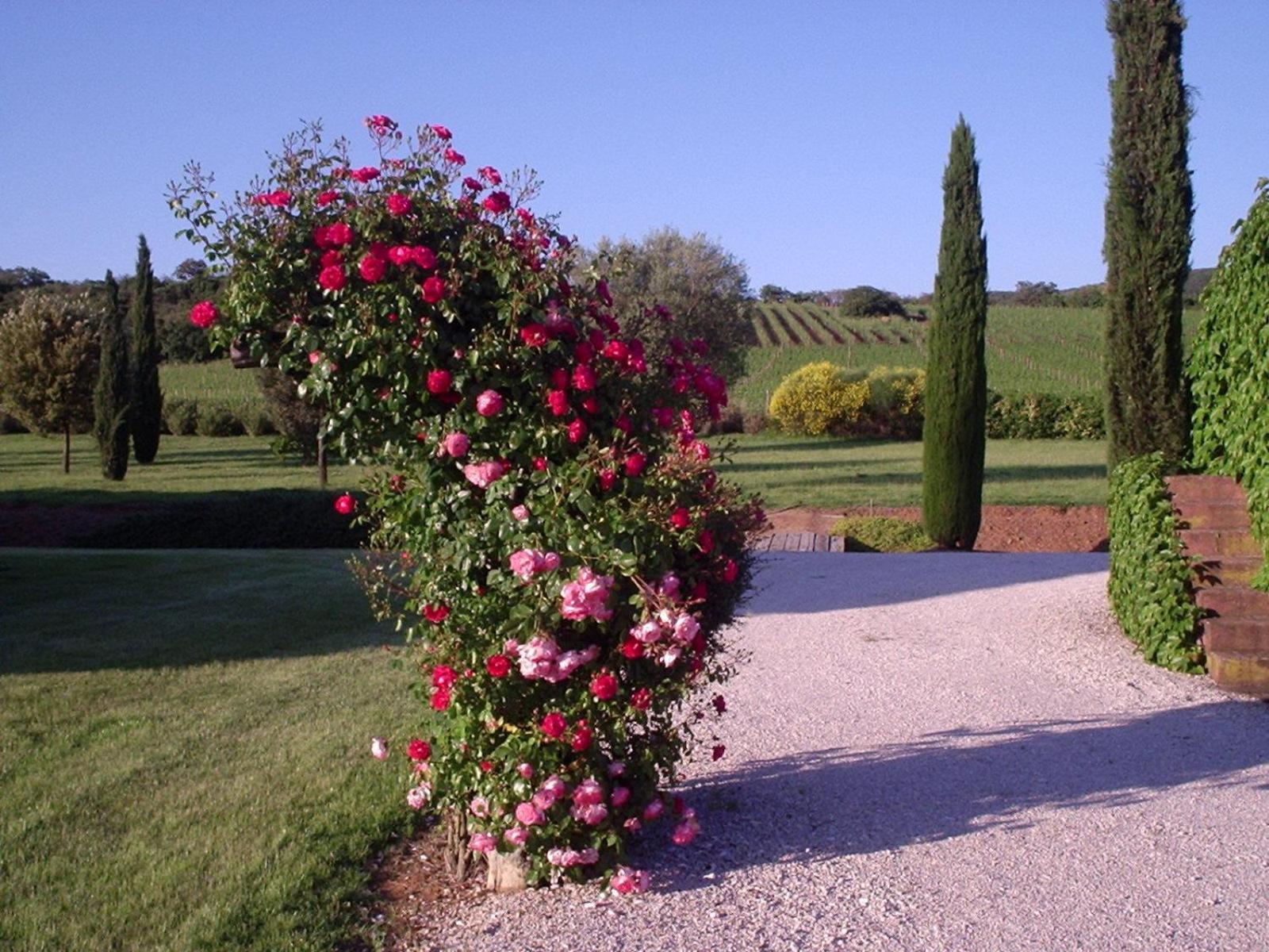 בית הארחה אלברזה 	Agriturismo Podere Sant' Antonio מראה חיצוני תמונה