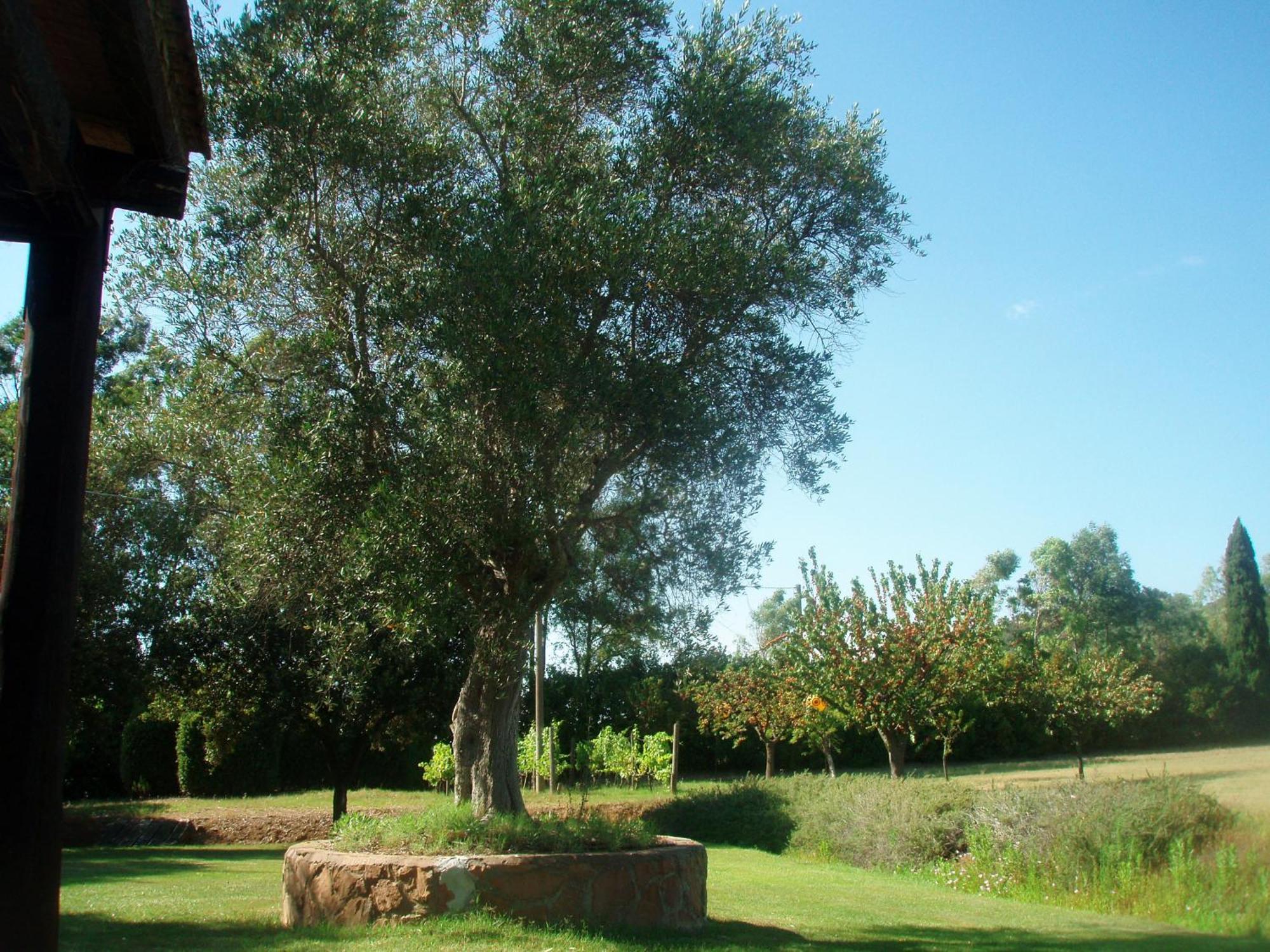 בית הארחה אלברזה 	Agriturismo Podere Sant' Antonio מראה חיצוני תמונה