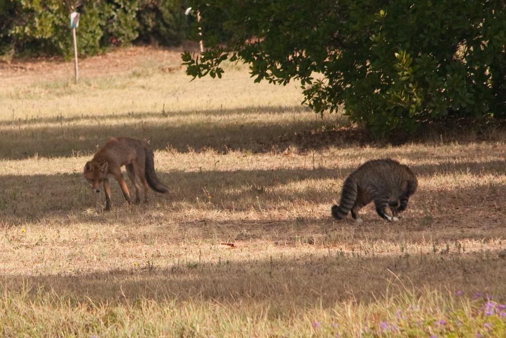 בית הארחה אלברזה 	Agriturismo Podere Sant' Antonio מראה חיצוני תמונה